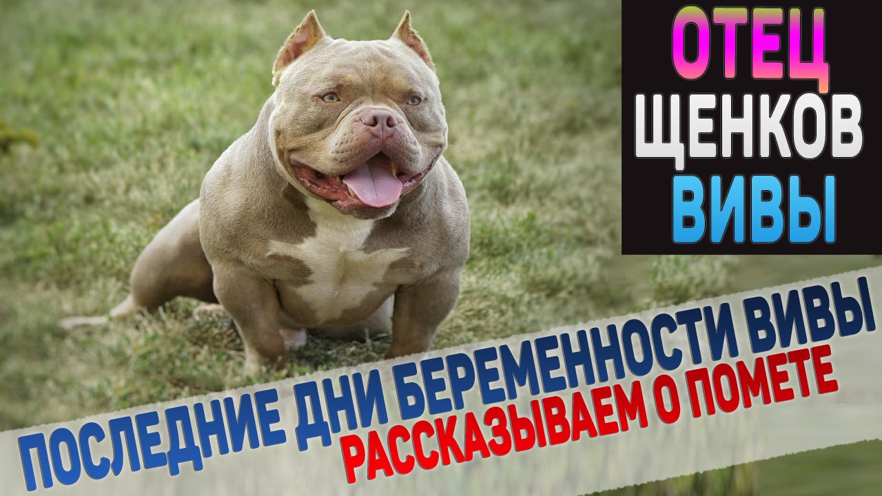 Ждем щенков Американского Булли от Вивы и Хаммера (Bounty Hunter LVL)