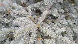КАК СДЕЛАТЬ ЕЛЬ ПЫШНЕЙ И КРАСИВЕЙ? ?ОБРЕЗКА ЕЛИ.