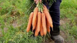 СРОЧНО ДАЙТЕ МОРКОВИ СОЛИ И БУДЕТЕ СОБИРАТЬ УРОЖАЙ ВЕДРАМИ ДО ОСЕНИ!!! УХОД ЗА МОРКОВКОЙ !