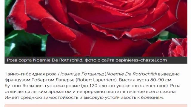 Новинки роз. 10 интересных сортов.