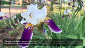 АЗАН ПЕРЕД НАМАЗОМ | Намаз от "А" до "Я"