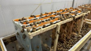 Маточный стол для улиток открытого типа