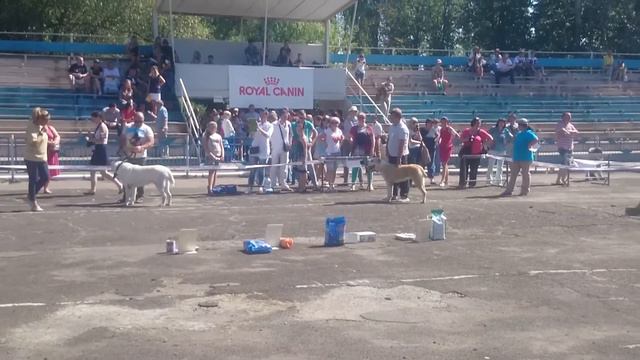 Скиф. Лучший представитель породы смотреть онлайн