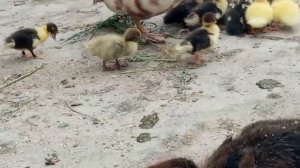 Утка водит утят. Ощутила всю прелесть содержания утят с мамой уткой. Утята куда-то исчезают.Индоутк