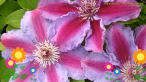 Клематис гибридный Тюдор. Краткий обзор, описание характеристик, где купить саженцы clematis Tudor