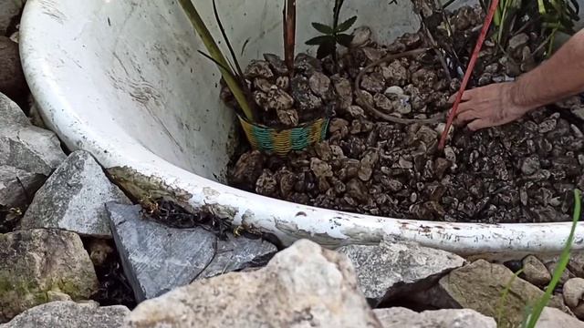 Открытие сезона дачного водоема с фонтаном, с карпом и сказочными персонажами  Часть вторая