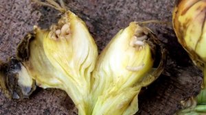 Луковая муха. Уничтожим наповал !!!