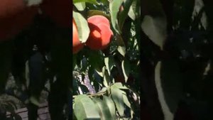 Сорт персика "фиделия" 31 07 2020