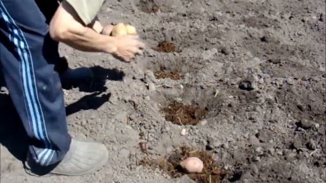 Как лучше посадить картофель смотреть онлайн