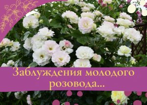 Заблуждения молодого розовода.