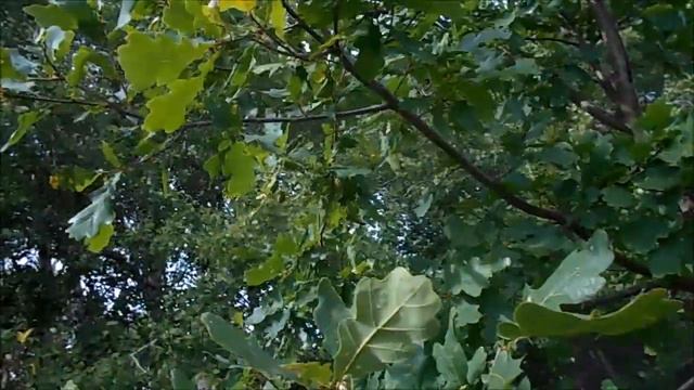 а давайте рассмотрим дубочек смотреть онлайн