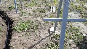 Виноградник весной, капельный полив с гарантией 5 лет, защита от сорняков, агроспан мульча, часть1.