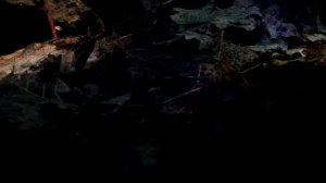 Аквариумный туризм №16 (Амазонский биотопный аквариум на 1500литров)