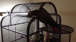 Жако Жора 3,5 месяца - "Не трогай лампу"