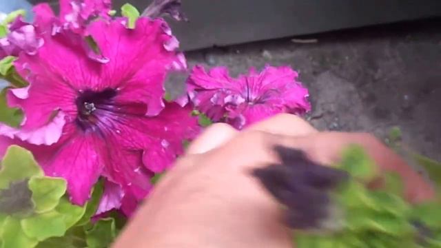 Выращивание и уход за петуньей фриллитуньей и суфринией на своем приусадебном участке.