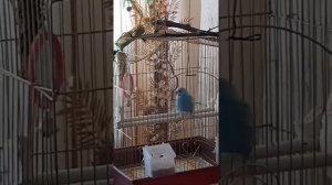 говорящий попугай Рома город Кунгур