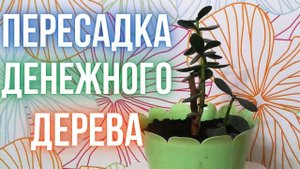 Пересадка денежного дерева (толстянки)
