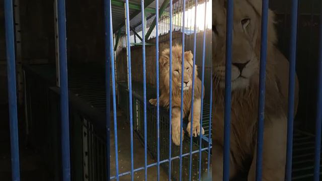 Лев зоопарк Придорожное смотреть онлайн