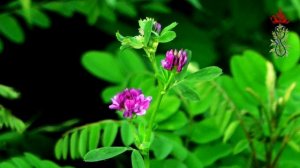 Все о траве Люцерна посевная от Здравницы Полынь