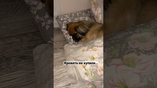 Ждём мебель.#dog #top #пекинес