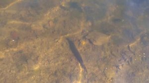 Первый запуск щуки в новый пруд !!!