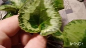 Цикламены. Особенности и уход