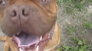 бордоский дог-Зафар,1 год (Bordeaux mastiff-Zafar,one year old)