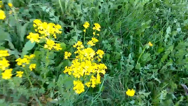 Камера Sony Xperia Sola со стабом (camera test, sample, w/ stab), HD, 720p смотреть онлайн