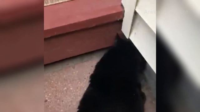 СМЕШНЫЕ ЖИВОТНЫЕ 2023 ❗🐱🐶 ПРИКОЛЫ С КОТАМИ, СОБАКАМИ, ПОПУГАЯМИ И ДРУГИМИ ЖИВОТНЫМИ смотреть онлайн