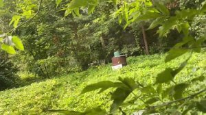 Купили заброшенную дачу.
Часть вторая. Экскурсия