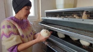 Маньчжурский и техасский перепел. Описание и сравнение.