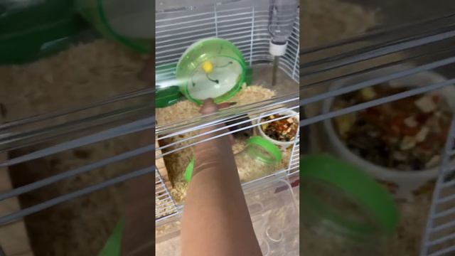 Хомячок гуляет по коробке пока убираю его клетку ? смотреть онлайн