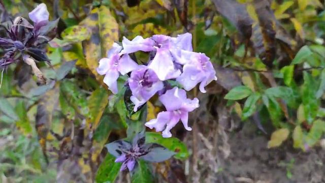 Иду обрезать флоксы, 2020г. смотреть онлайн