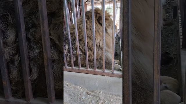 ?КОРМЛЕНИЕ ХИЩНИКОВ?