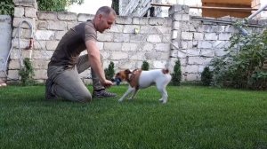 Как ? Дрессировать Щенка, Первые шаги? в Дрессировке, Джек Рассел ?