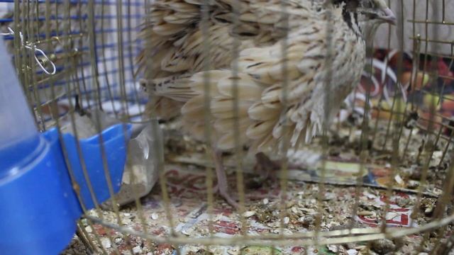 Перепелка несет яйцо