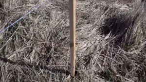 Электропастух.