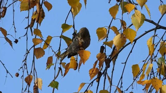 На березе перед окном смотреть онлайн