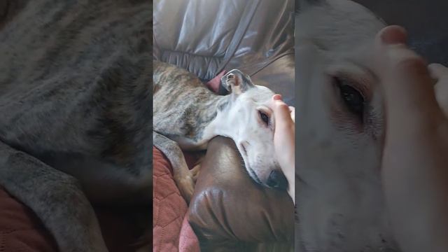 Very old whippet Gella 15 years old 🩷 #dogs #whippet #grandma #oldies #собака #pets смотреть онлайн