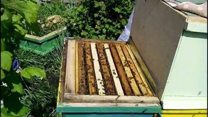 Улей Озерова.  Ставим вторые (противороевые )корпуса