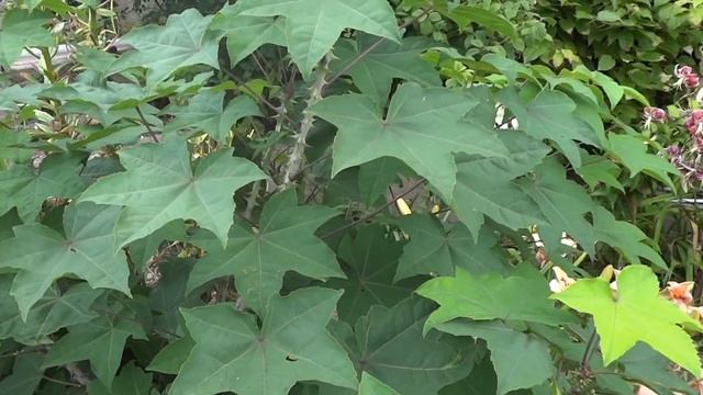 "Дачное счастье" в гостях на даче Горная у Ирины Иродовой смотреть онлайн