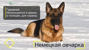 Топ 10 самых опасных пород собак