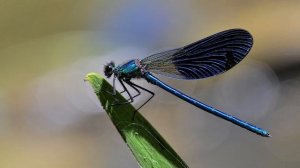 Стрекоза Презентация Сказка