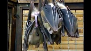 Летучая мышь сосёт!!!