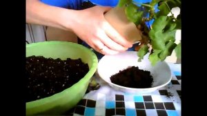 Пересадка пеларгонии. Как добиться обильного цветения у пеларгонии, герани?