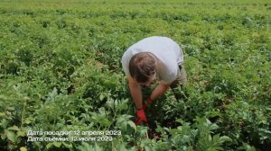 Копаем сорт картофеля Сагитта в Волгоградской области