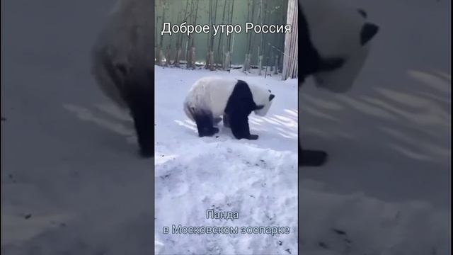 Доброе утро, страна!✌

?? Россия-самая лучшая страна в мире, а все остальные страны нам завидуют!