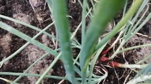 Сорокозубка лук шалот, семейный на 6 июля, видео 3