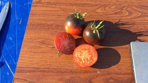 Томат ПОЧТИ ГОЛУБАЯ КРОВЬ. Alki Blue Blood tomato