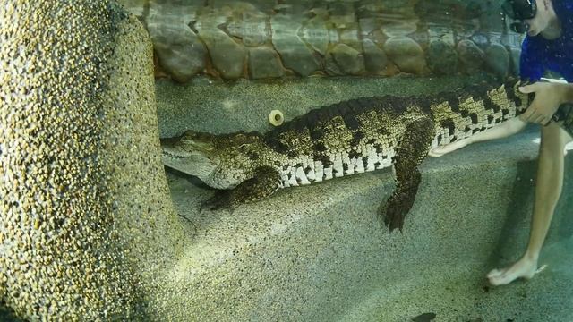 Swimming With A Crocodile And Jeb Corliss!